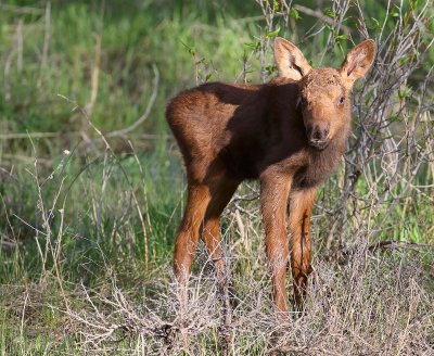 calf2.jpg