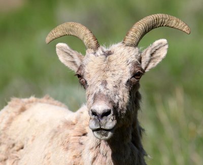 sheep10.jpg