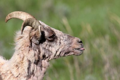 sheep11.jpg