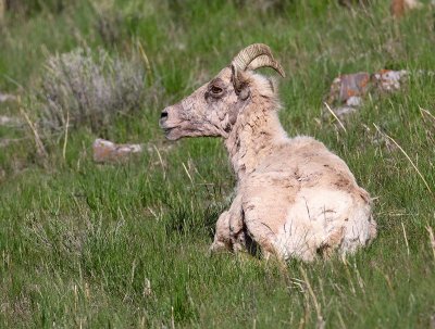sheep12.jpg