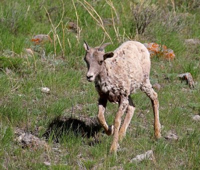 sheep13.jpg