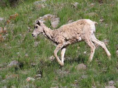 sheep14.jpg
