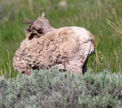 sheep16.jpg
