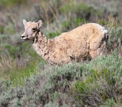 sheep17.jpg
