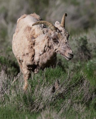sheep4.jpg
