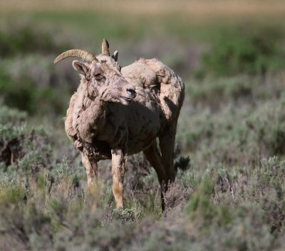 sheep6.jpg