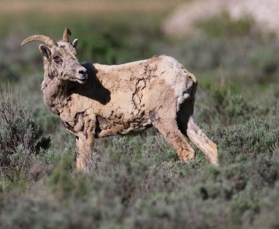 sheep7.jpg