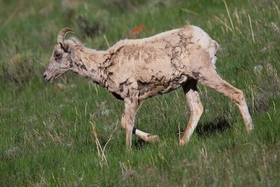 sheep8.jpg