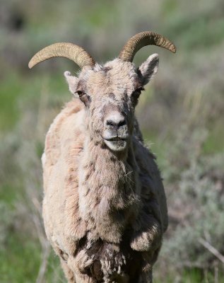 sheep9.jpg