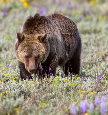 bear1.jpg