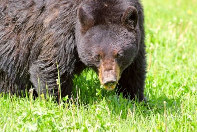 bear2.jpg