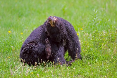 bear3.jpg