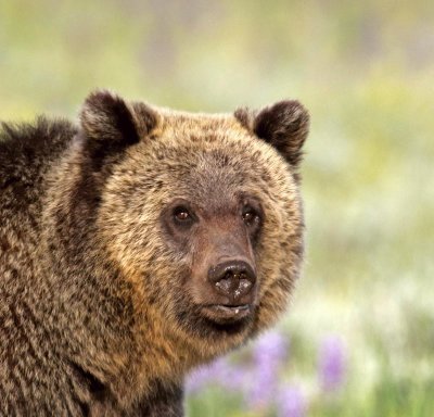 bear4.jpg