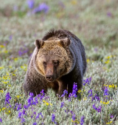 bear5.jpg