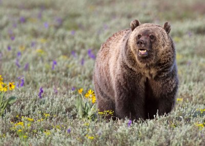 bear6.jpg