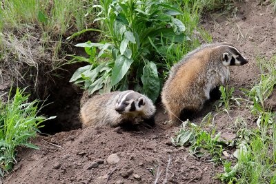badger3.jpg