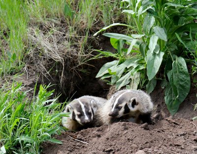 badger4.jpg