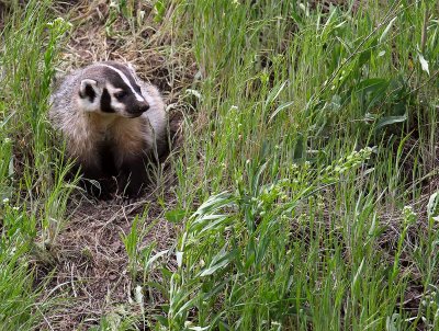 badger5.jpg