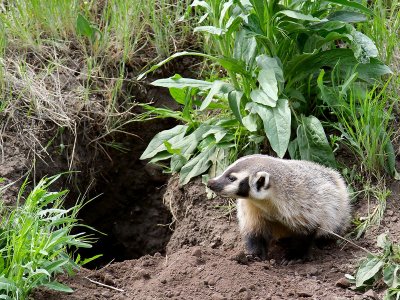 badger6.jpg