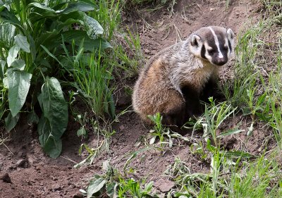 badger7.jpg