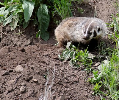 badger8.jpg