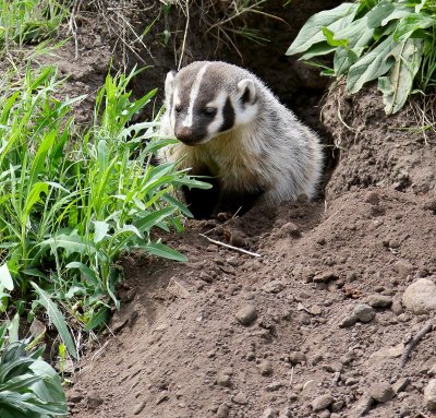 badger9.jpg