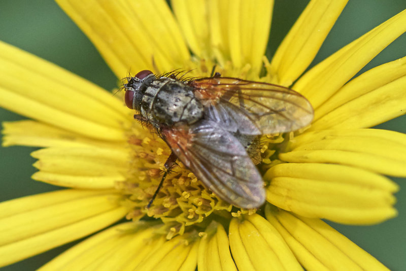Phaonia angelicae