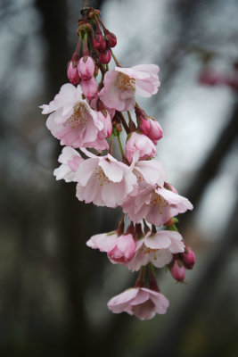 First Cherry Blossoms