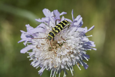 Plagionotus floralis