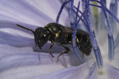 Hymenoptera - Hautflgler - wasps, ants, bees