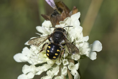 Wollbiene (Anthidium septemspinosum) male