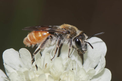 Andrena marginata