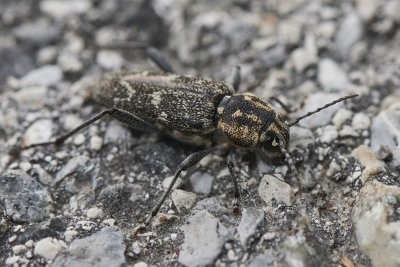 Xylotrechus rusticus