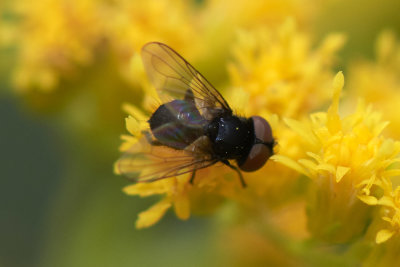 Phasia barbifrons