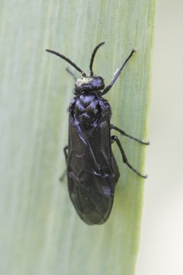 Iris-Blattwespe (Rhadinoceraea micans)
