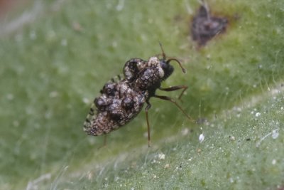 Gitterwanze (Dictyla rotundata)