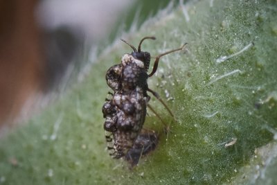 Gitterwanze (Dictyla rotundata)