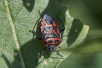 Baumwanze (Eurydema cf. ornatum)