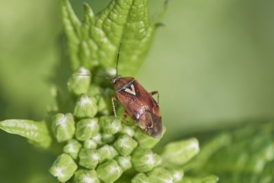 Weichwanze (Deraeocoris olivaceus)