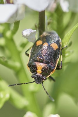 Kohlwanze (Eurydema oleracea)