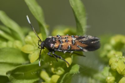 Pancalia leuwenhoekella