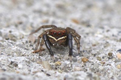Euophrys frontalis (male)