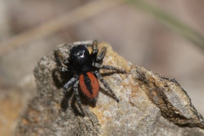 Philaeus chrysops (m)