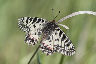 Osterluzeifalter (Zerynthia polyxena)