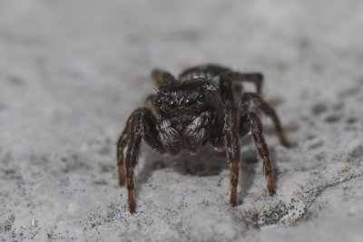 Attulus atricapillus