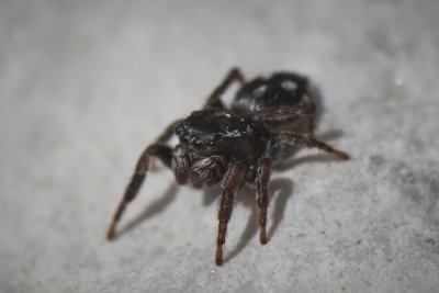 Attulus atricapillus