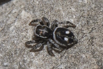 Attulus atricapillus