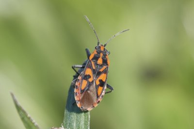 Spilostethus saxatilis