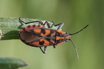 Spilostethus saxatilis