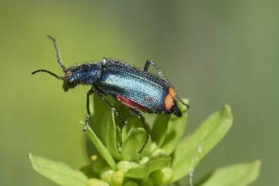 Malachius bipunctatus